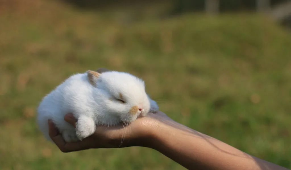 bunny on hand sleeping