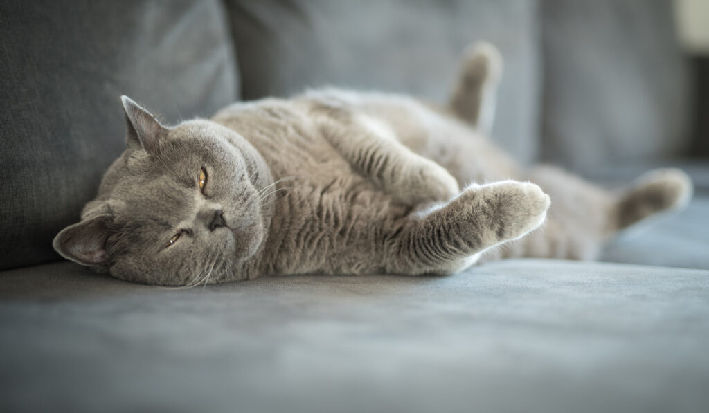 cat laying back relaxing