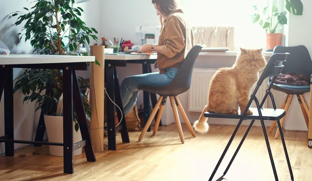 cat on a chair sitting