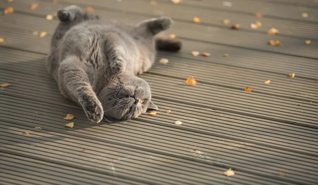 cat rolling over