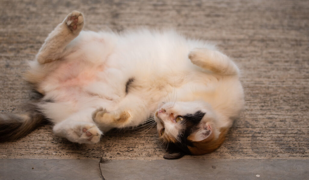 cat showing belly