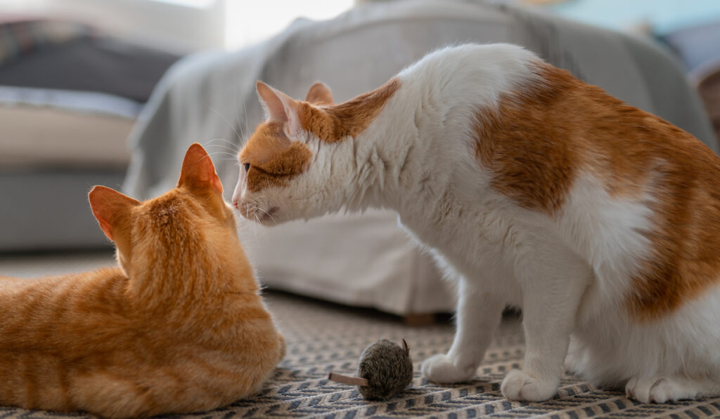 cat smelling another cat