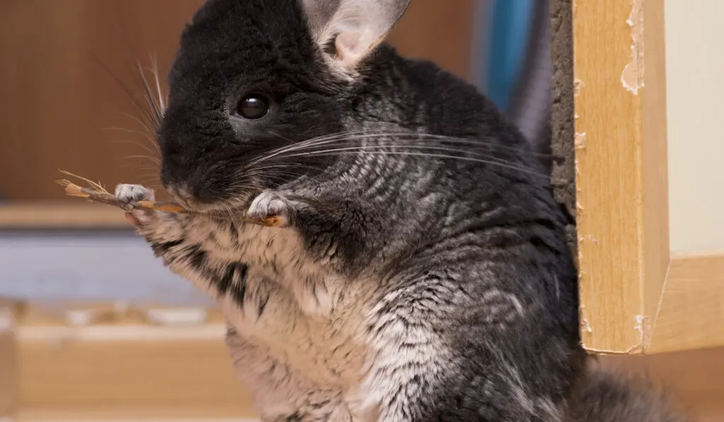 chinchilla eating