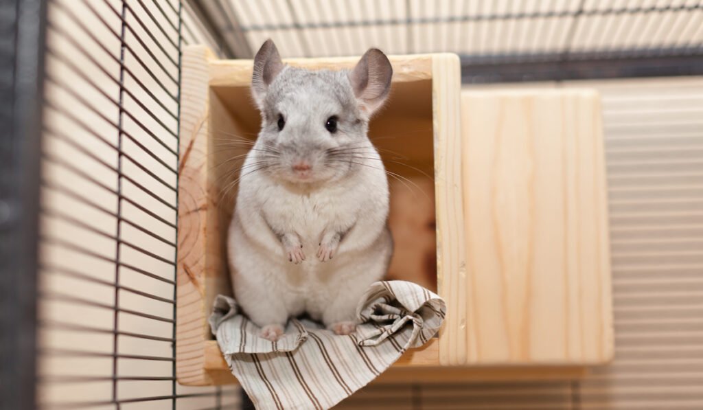 chinchilla with a clean cage