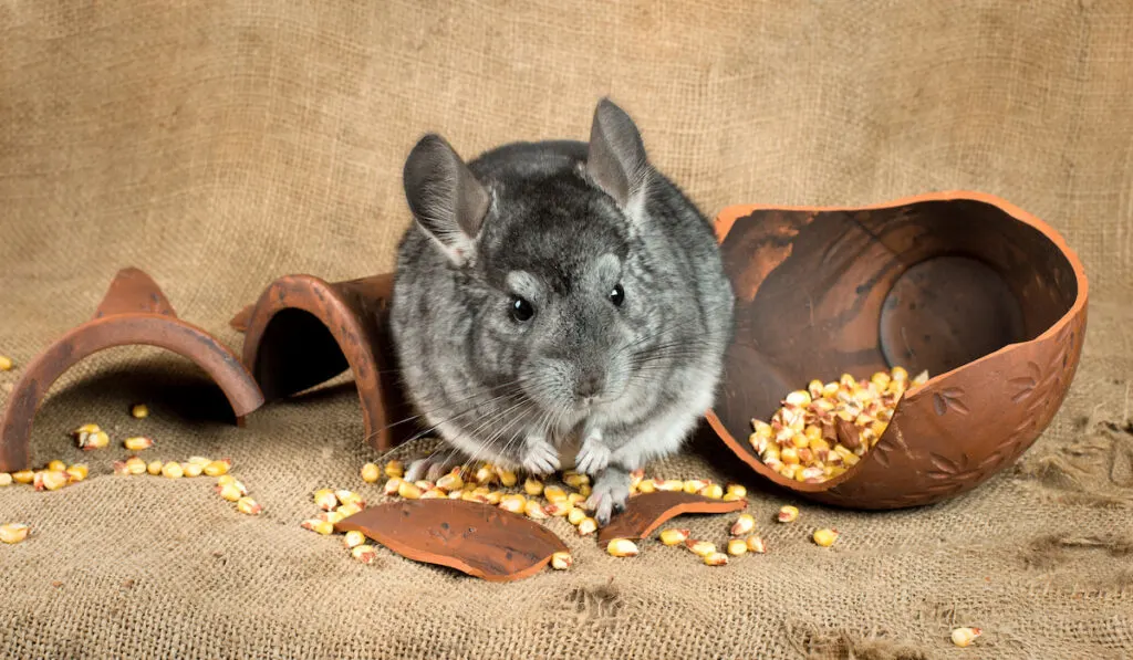 chinchilla with a somewhat dirty surrounding