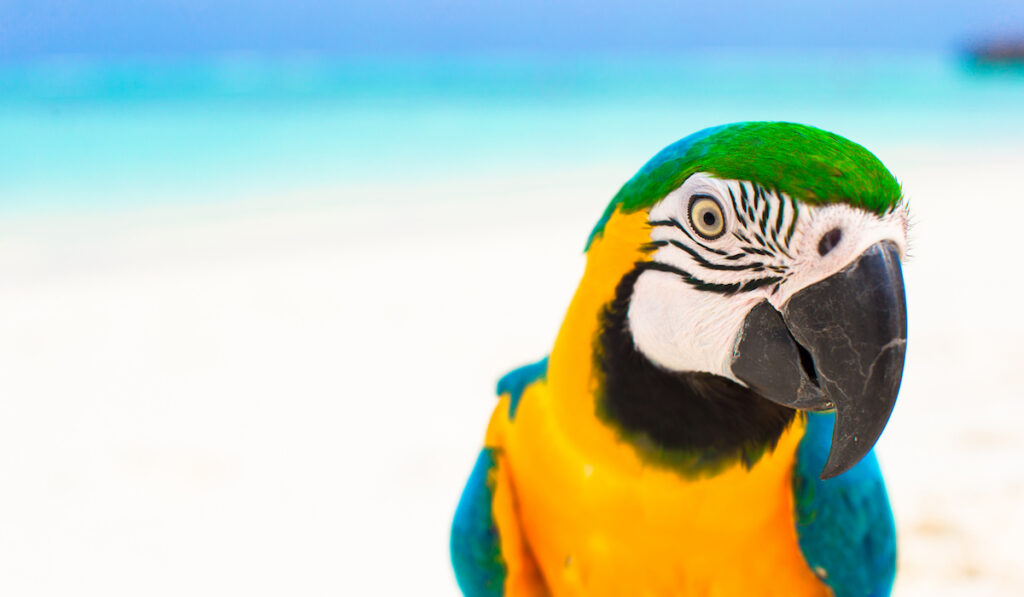 closeup of colorful parrot
