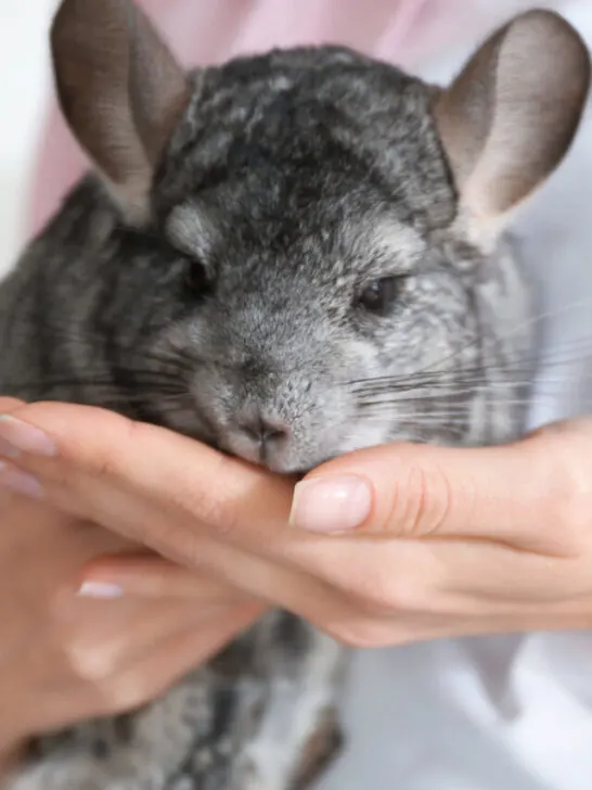 chinchilla