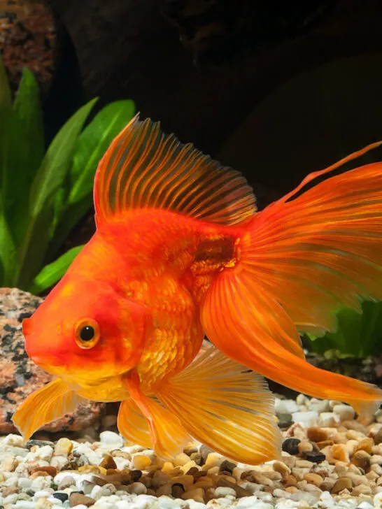 fantail goldfish