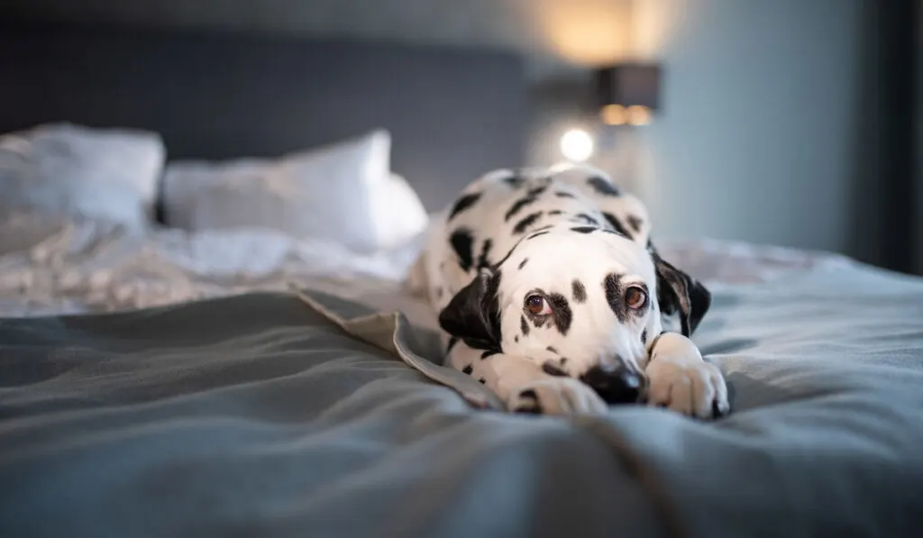dalmatian on hotel bed