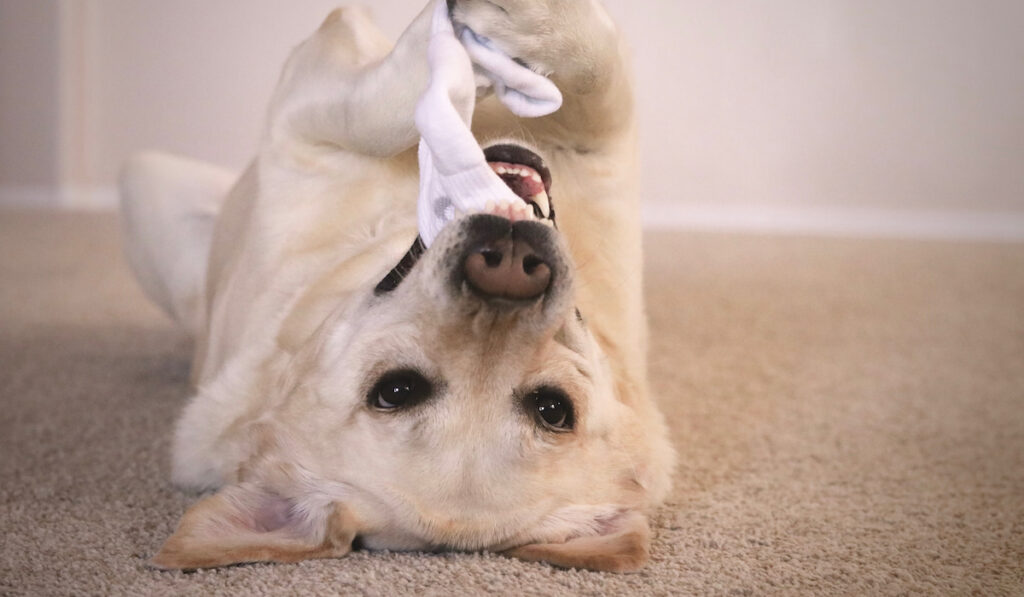 dog biting down on a sock