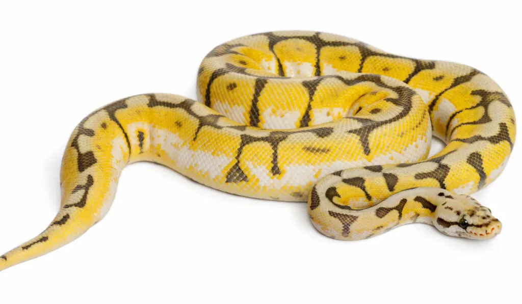 female python