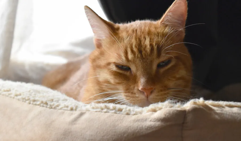 ginger cat resting