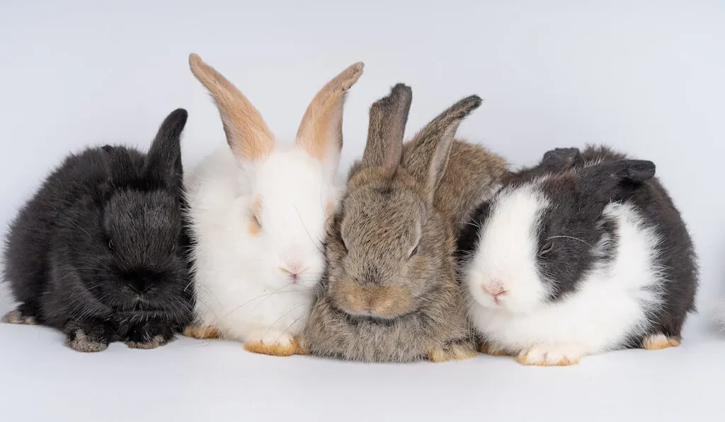 group of bunnies sleeping