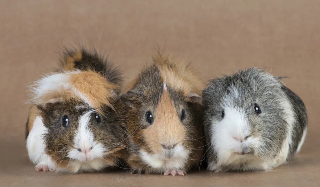 guinea pig hair-do