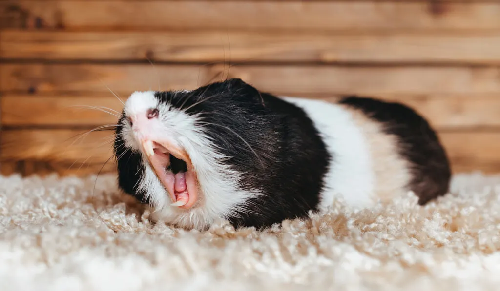 guinea pig showing teeth