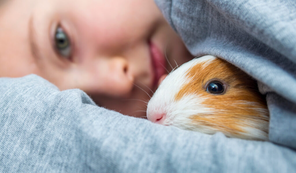 guinea pig under a blanket