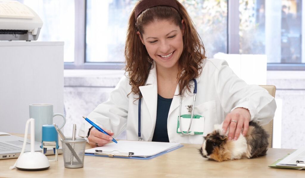 guinea pig with a doctor