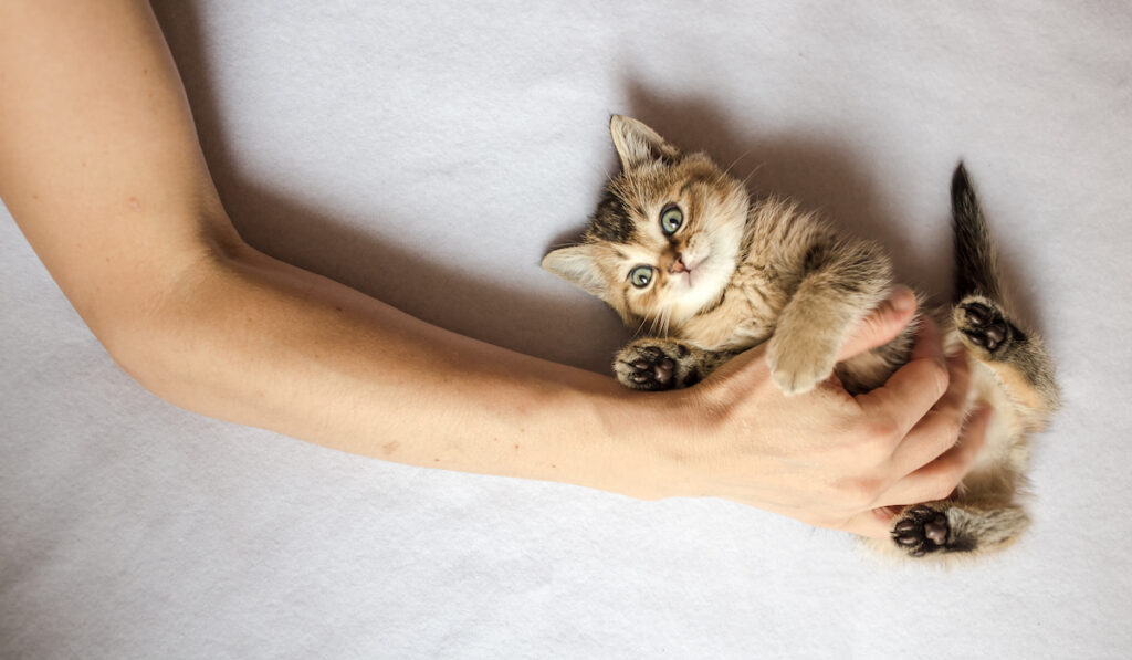 hand on belly of persian kitten