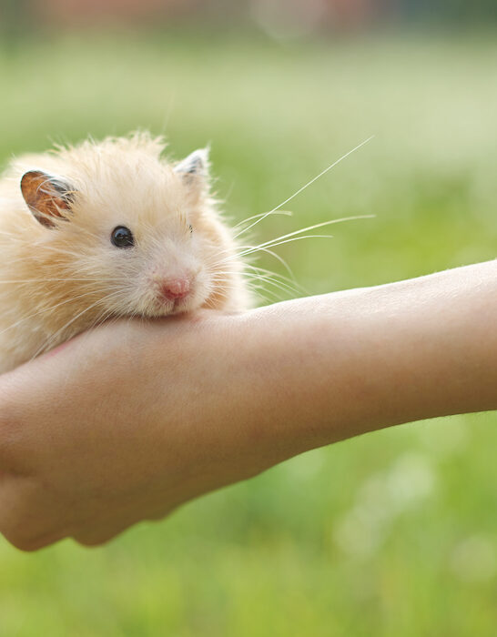 holding a cute hamster