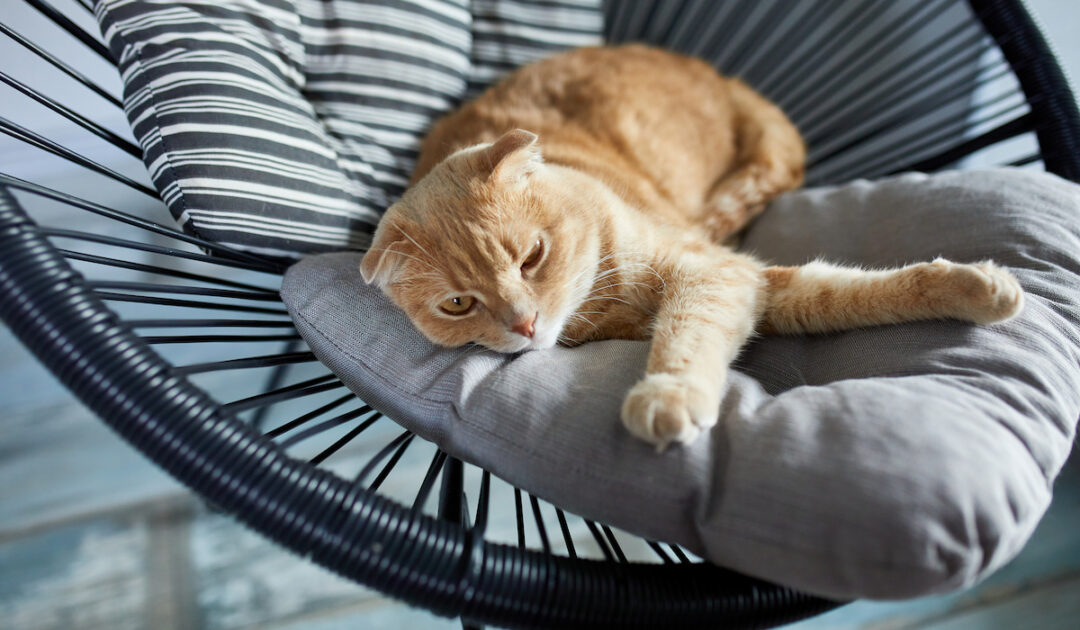 Why Does My Cat Lay in My Spot? A Few Good Pets