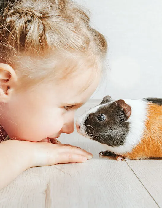little girl looking at guinea pig