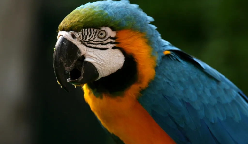 parrot closeup