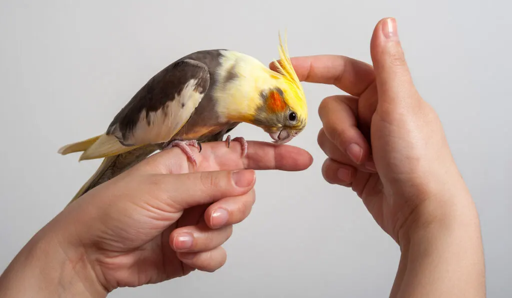 playing with a tiny parrot