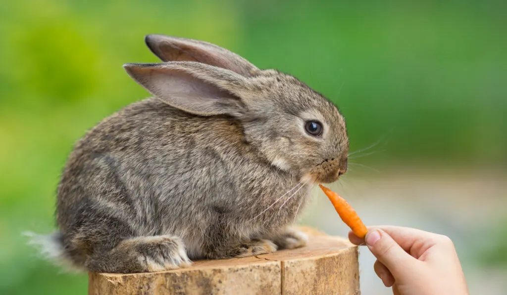 rabbit being fed by a carrot