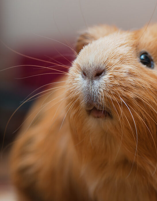 shocked guinea pig