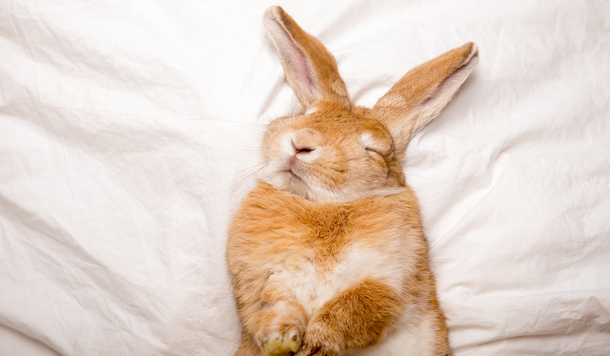 Do Rabbits Sleep? A Few Good Pets