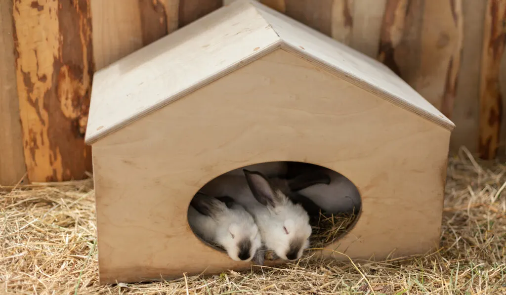 sleeping rabbits in a tiny home