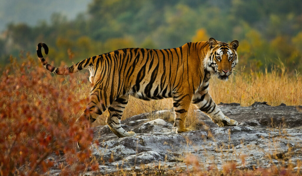 tiger 