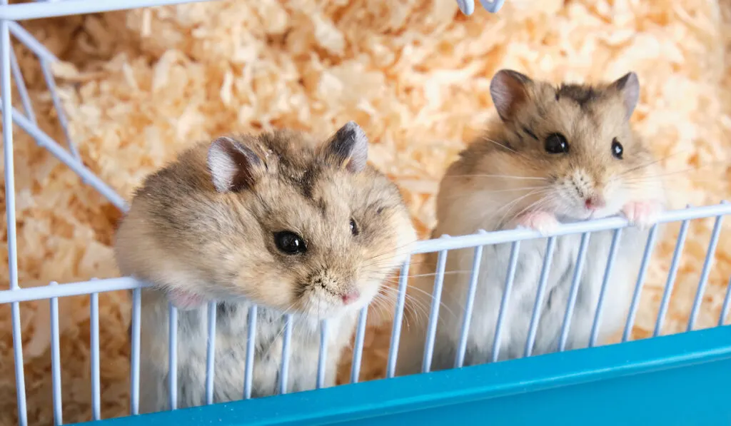 two hamsters inside a cage