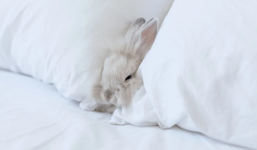 white rabbit on bed