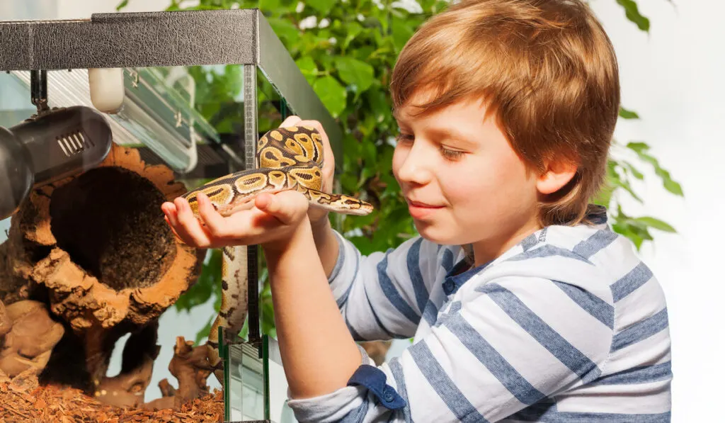 young boy holding a python