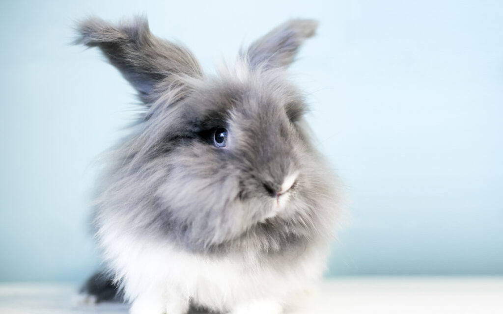 bunny with blue eyes