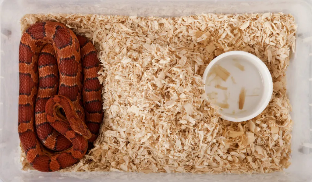 captive corn snake