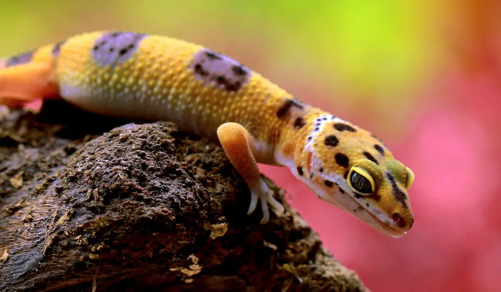 captive leopard gecko