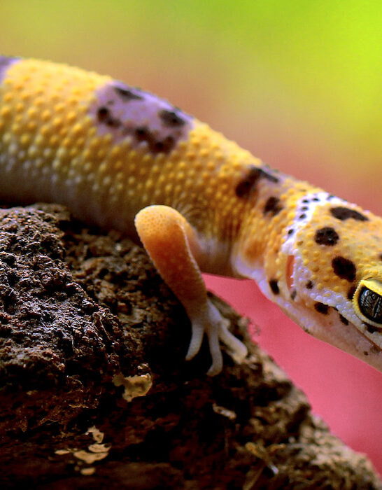 captive leopard gecko