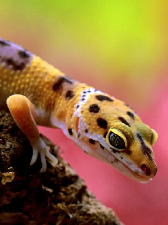 captive leopard gecko