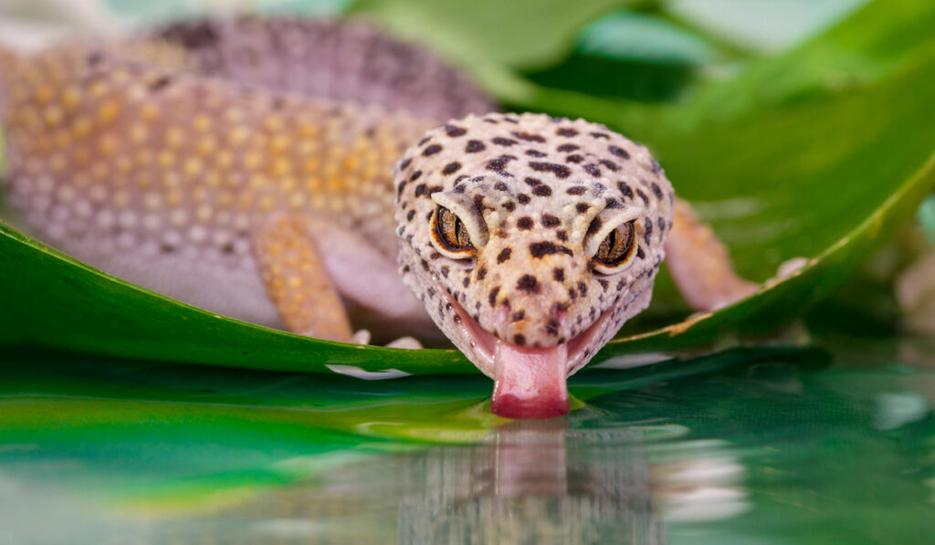 gecko drinking water