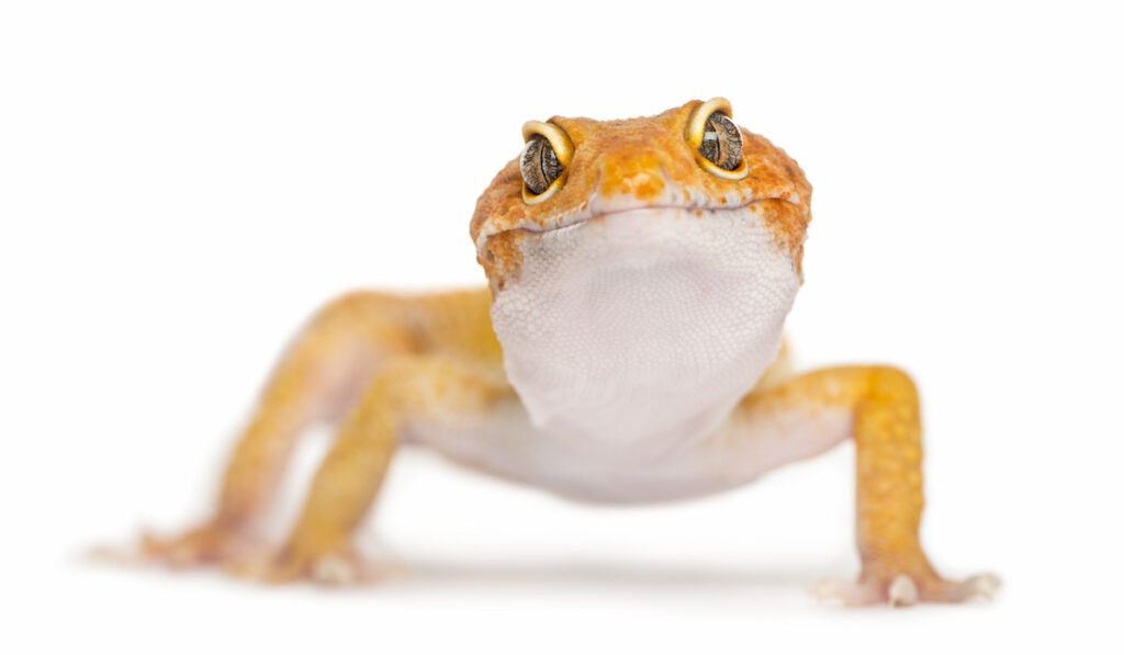 gecko looking straight