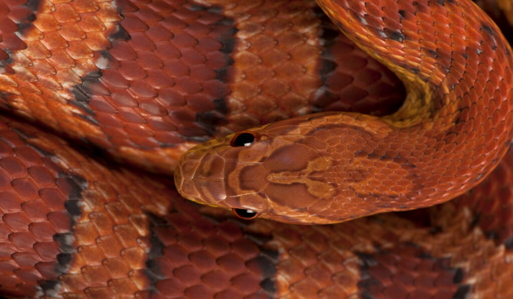 high angled view of a corn snake
