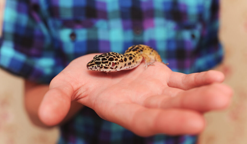 leopard gecko on hand