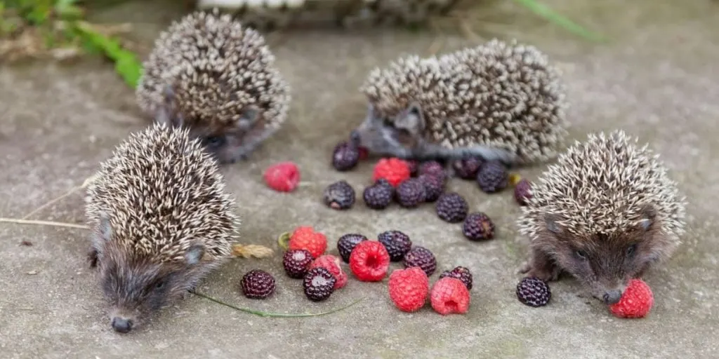 hedgehogs eating scattered berries