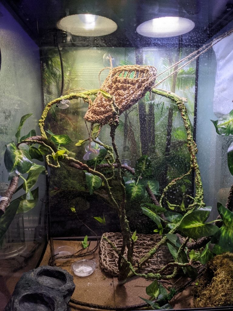 cage set up for a chameleon