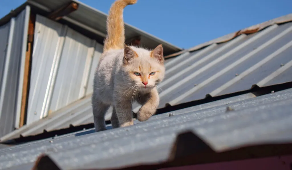a cat stalking on the rooftops of a house