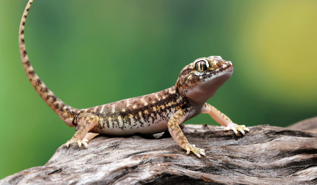 a gecko sunbathing on a piece of wood