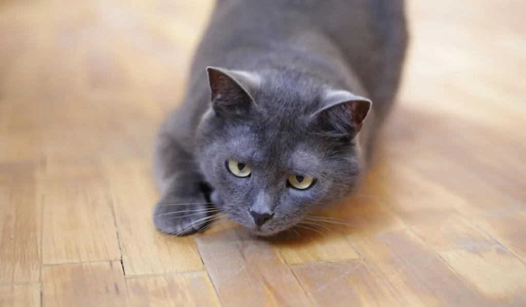 a grey cat on the floor