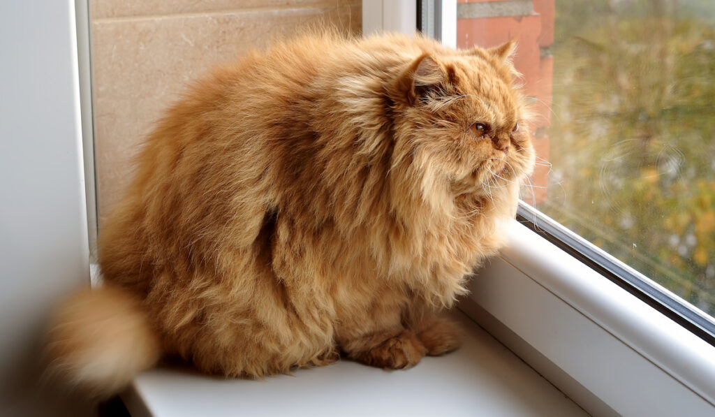 an orange fluffy cat looking outside the window